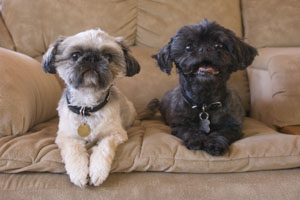 My Artist Loft Pet Photography